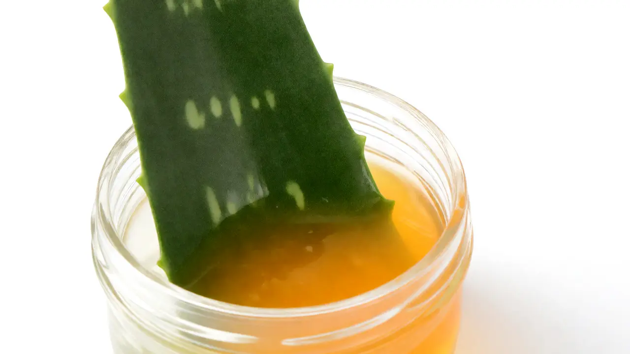 Odkapávání žluté pryskyřice z řezu aloe vera do sklenice